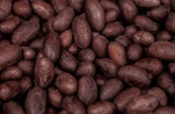 Fermented Cocoa Beans